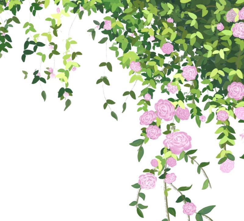 花悄悄开放的含义是什么？花的静谧开放有何象征意义？