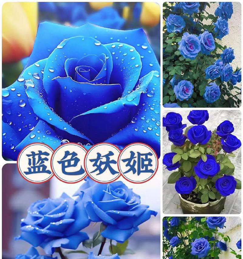 蓝色妖姬象征什么？独特花语背后的含义！