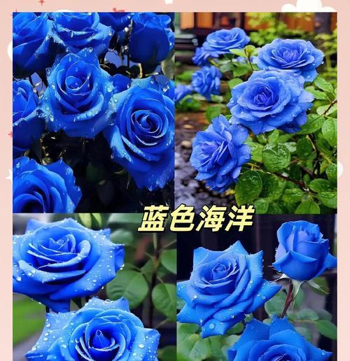 蓝色妖姬象征什么？独特花语背后的含义！