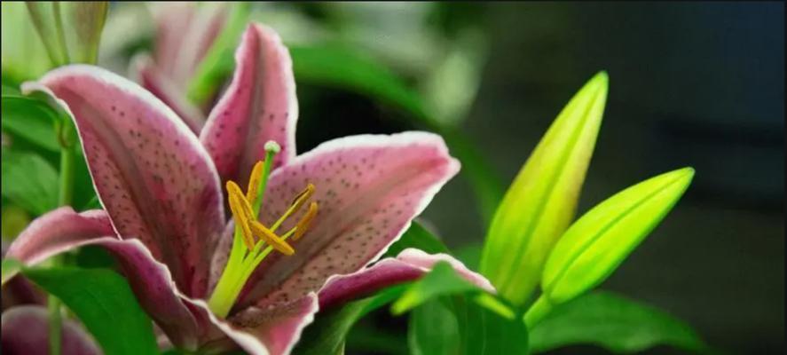 花和绿植象征爱情的有哪些？