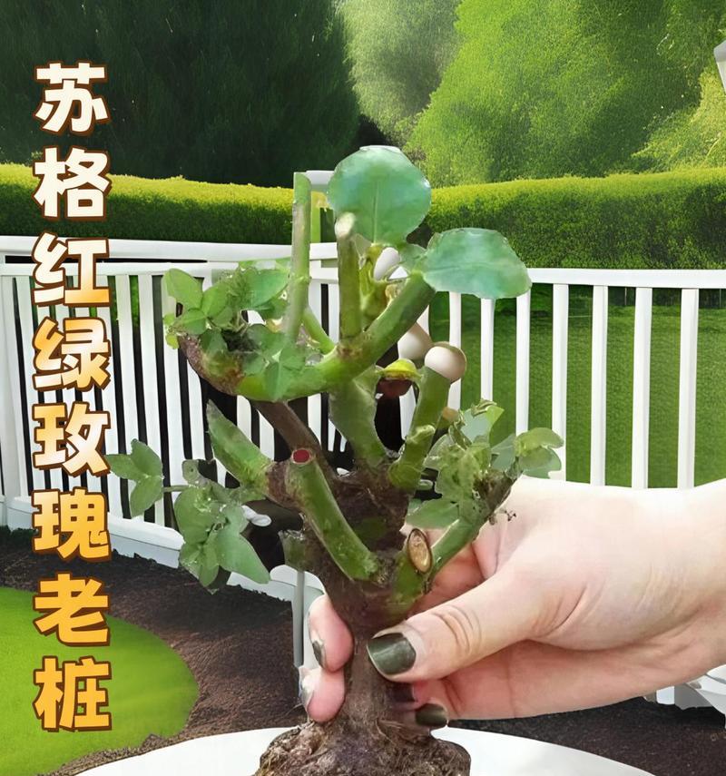 花和绿植象征爱情的有哪些？