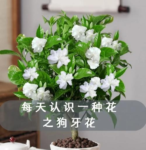 100种花的花语大全如何解读？解读花语的方法有哪些？