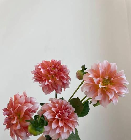 水的寓意花有哪些？它们各自象征着什么？