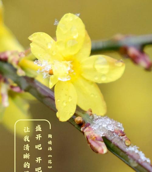 明天的花预示着什么？明天盛开的花有何寓意？
