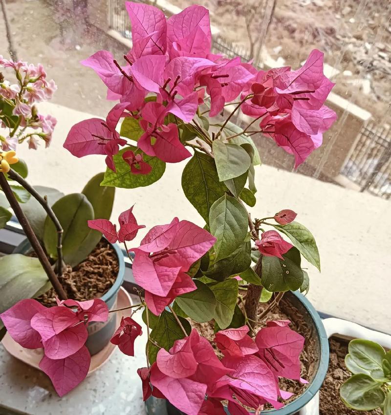 明天的花预示着什么？明天盛开的花有何寓意？