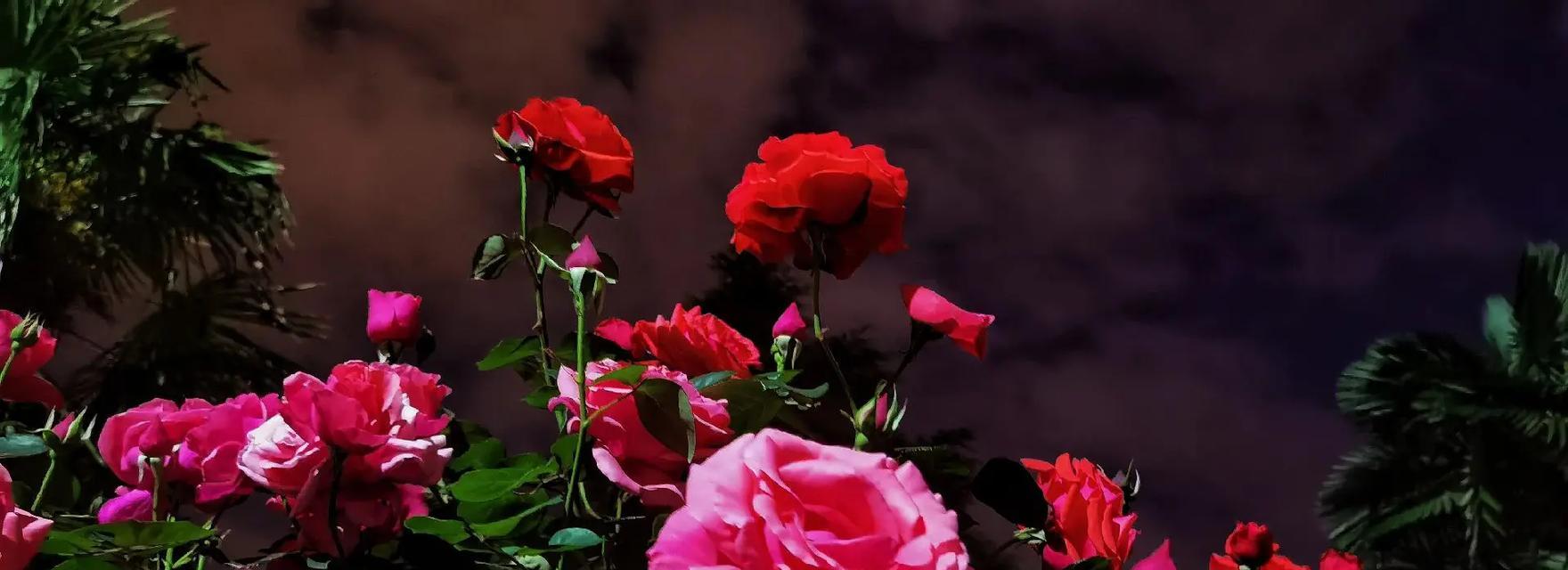 明天的花预示着什么？明天盛开的花有何寓意？