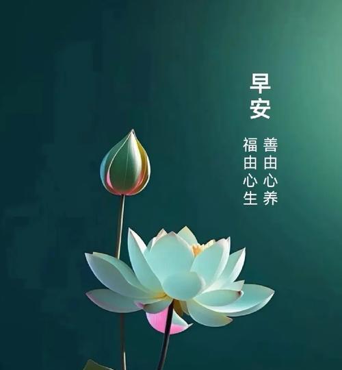 早安花卉有哪些？如何用花表达早晨的问候？