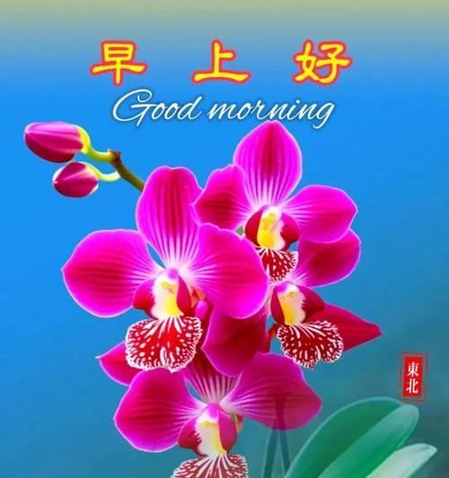 早安花卉有哪些？如何用花表达早晨的问候？