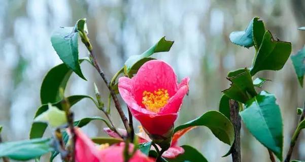 三花两杠的花语是什么？三花两杠代表什么？