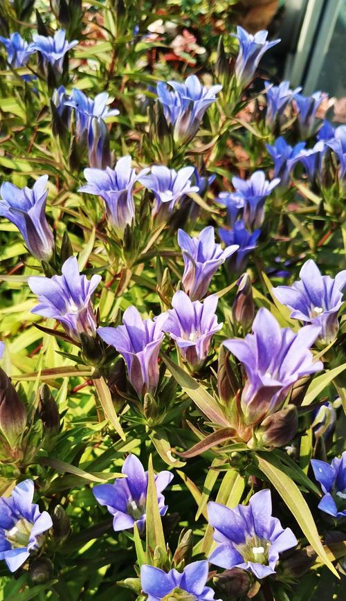 三花两杠的花语是什么？三花两杠代表什么？