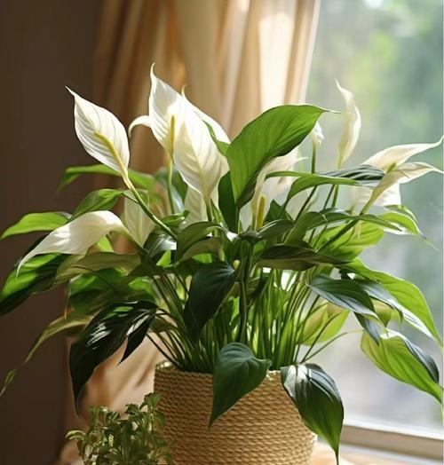 代表自傲的花是什么？花语中象征着什么？