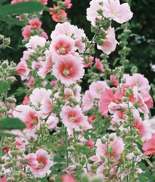代表自傲的花是什么？花语中象征着什么？