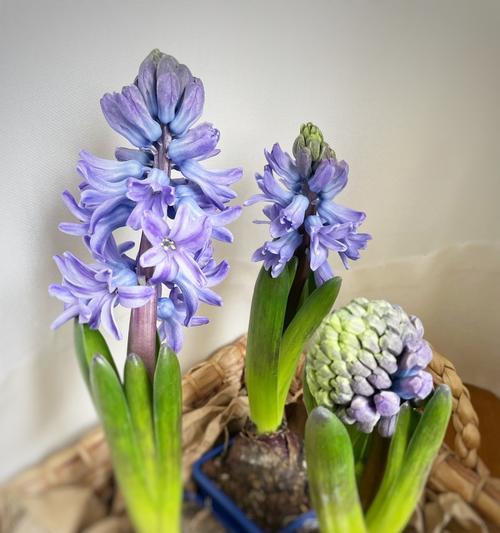 哪些花卉代表后悔的花语？它们各自有什么含义？