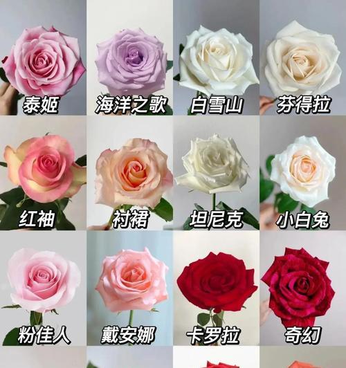 西班牙玫瑰花文化含义是什么？送花更懂心！