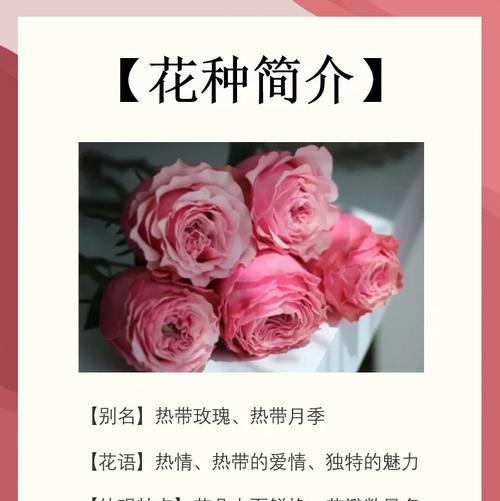西班牙玫瑰花文化含义是什么？送花更懂心！