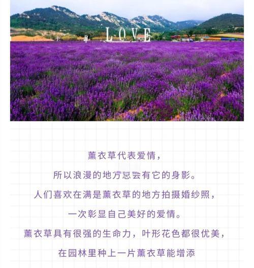 薰衣草的花语含义是什么？它为何有时会被认为是祸害？
