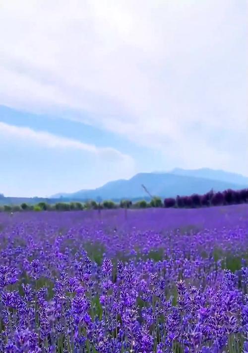 薰衣草的花语含义是什么？它为何有时会被认为是祸害？