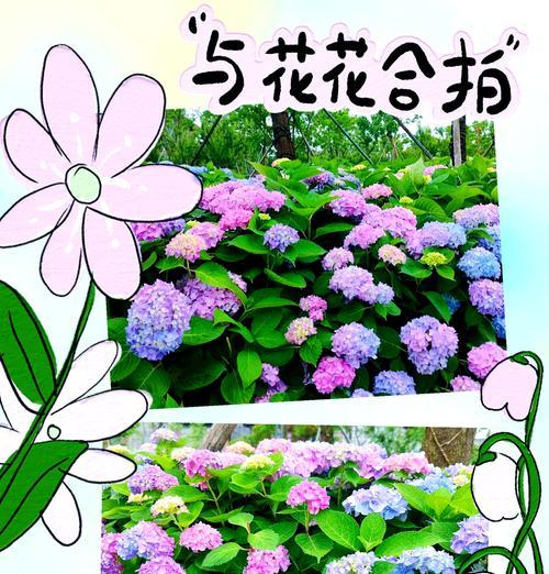 爱幻想的象征花是什么？哪种花代表幻想？