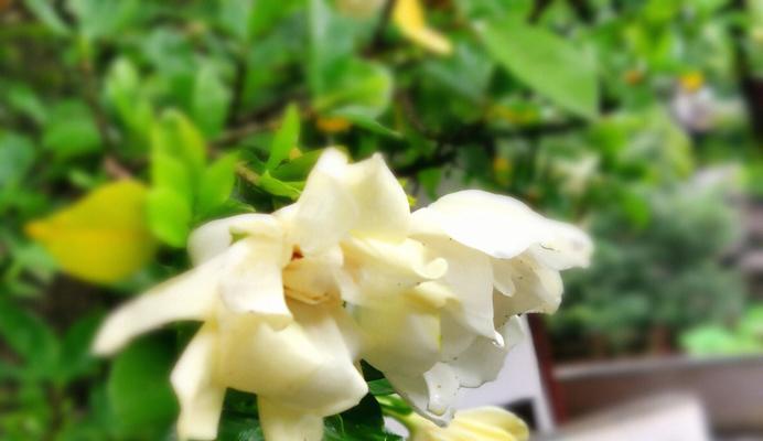 爱幻想的象征花是什么？哪种花代表幻想？