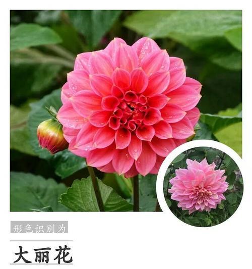 紫萱花的寓意和忌讳是什么？了解紫萱花的文化与禁忌。