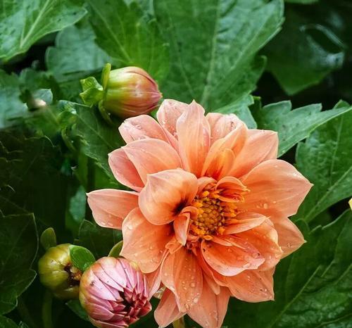 紫萱花的寓意和忌讳是什么？了解紫萱花的文化与禁忌。