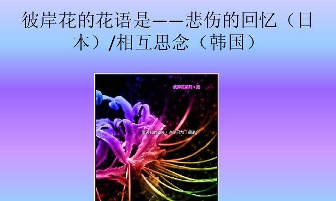 紫色彼岸花在传说中的角色及其含义是什么？