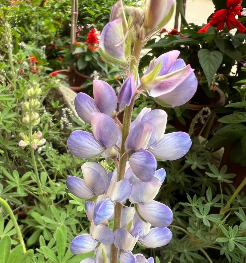 象征母爱的花卉有哪些？