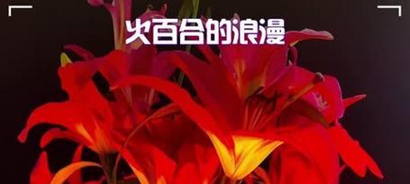 红色百合花的花语是什么？它象征着什么？