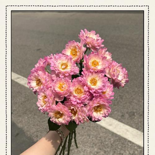 爱护的花语有哪些含义？
