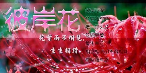 爱护的花语有哪些含义？