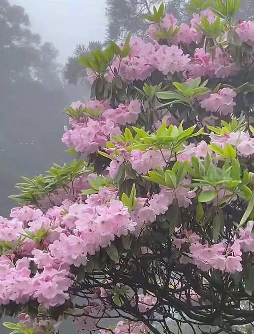 抬头仰望的花含义和仰望天空时花的寓意是什么？