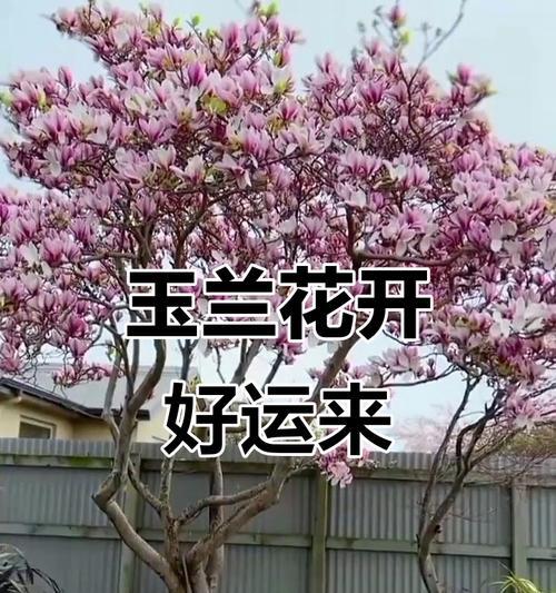玉兰花开有什么寓意？玉兰花象征着什么？