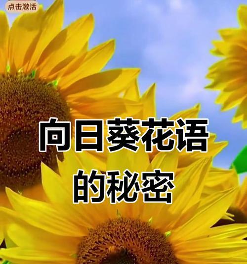 向日葵花语解读：乐观与忠诚的象征！