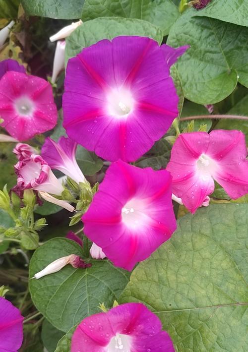 牵牛花的寓意是什么？牵牛花的花语有哪些？