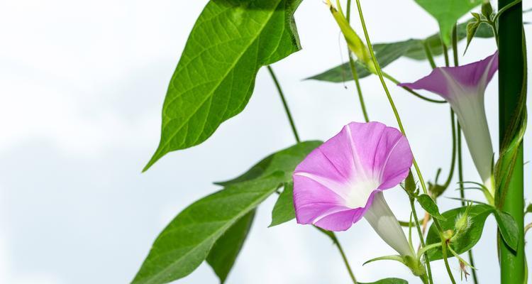 牵牛花的寓意是什么？牵牛花的花语有哪些？