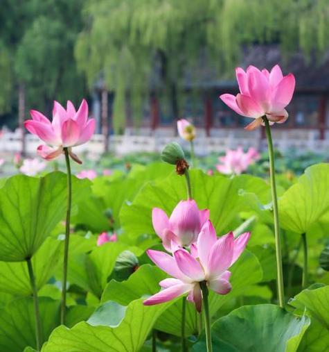 海花是什么含义的花名？海花在海洋文化中的象征是什么？