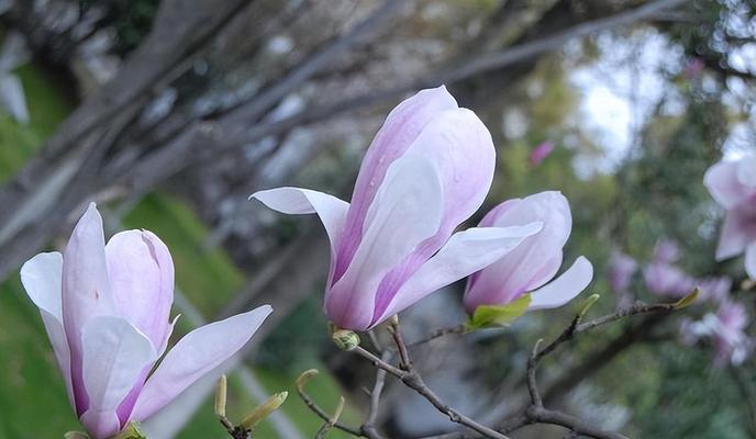 白色花有哪些寓意自由洒脱？白色花卉的象征意义是什么？