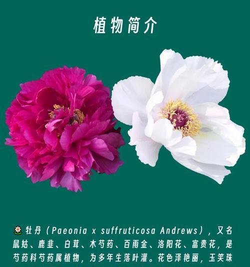 白色花有哪些寓意自由洒脱？白色花卉的象征意义是什么？