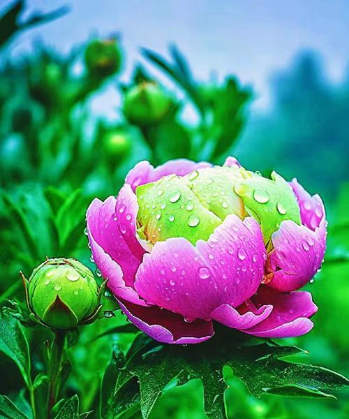 富丽堂皇的花卉通常象征什么？