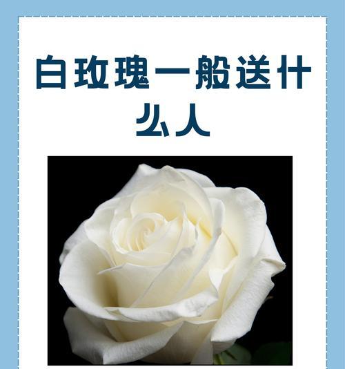 19朵白玫瑰代表什么意义？白玫瑰的花语是什么？