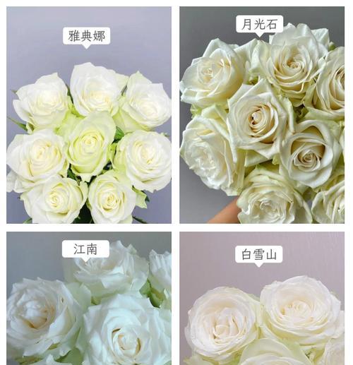 19朵白玫瑰代表什么意义？白玫瑰的花语是什么？