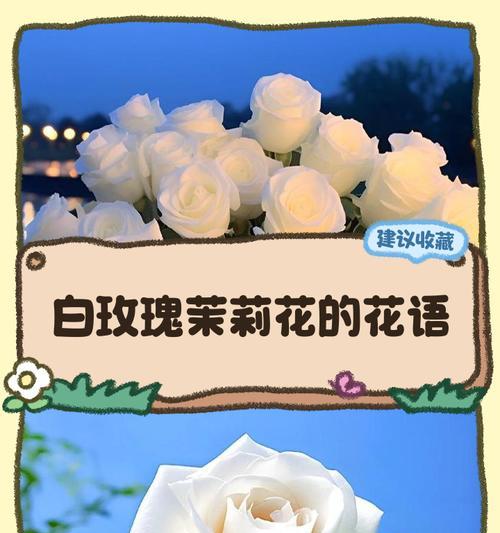 19朵白玫瑰代表什么意义？白玫瑰的花语是什么？