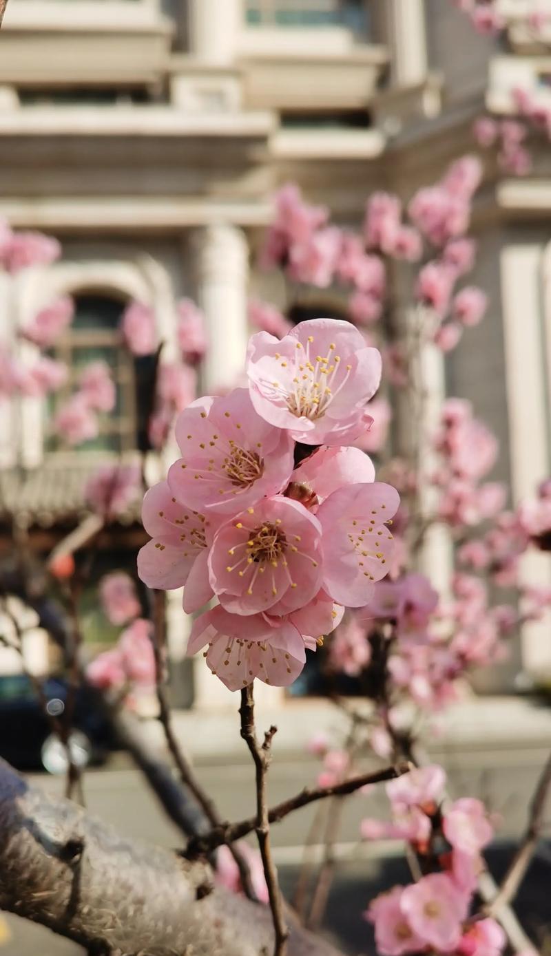 杏花的花语是什么？它有哪些特别含义？