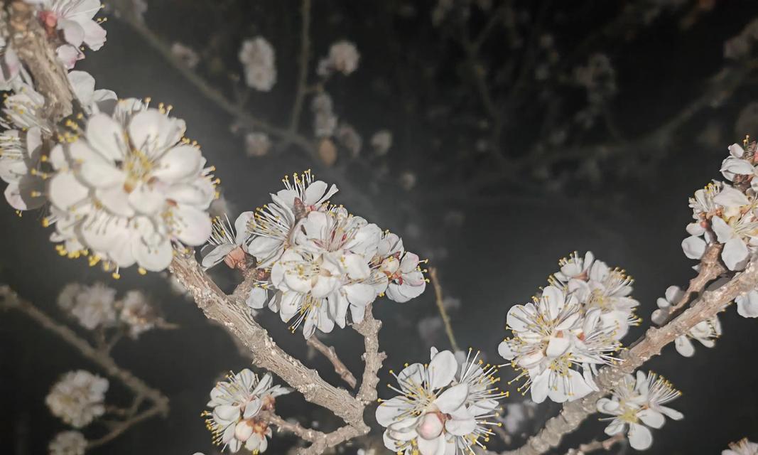 杏花的花语是什么？它有哪些特别含义？