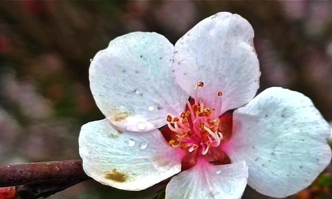 杏花的花语是什么？它有哪些特别含义？