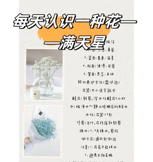 满天星的花语有哪些？满天星代表什么？