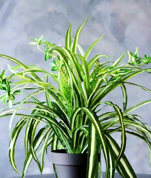 吊兰的特别花语是什么？吊兰象征着什么？