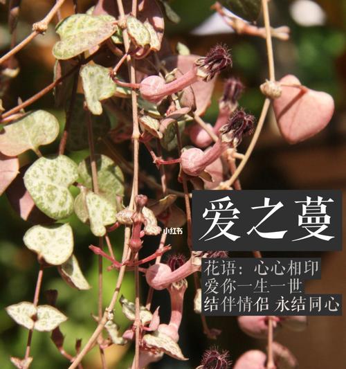 爱之蔓的花语是什么？它如何传达爱意？