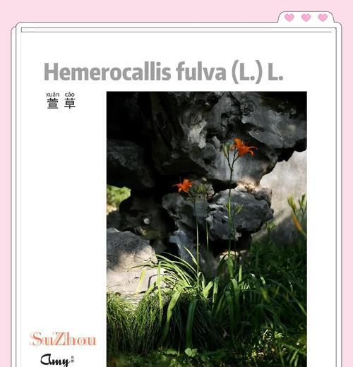 萱草花的花语有哪些解释？萱草花象征着什么？
