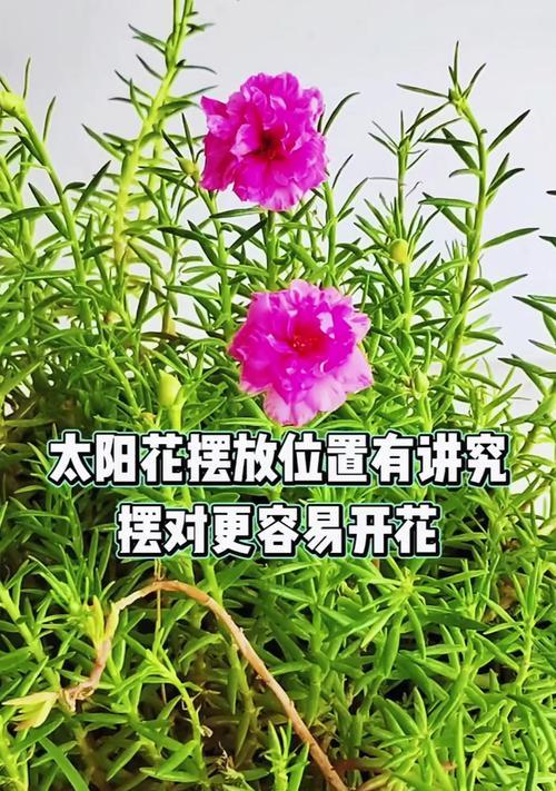 阳光活泼象征的花朵如何选择？
